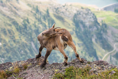 Horse standing on mountain