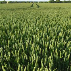 Scenic view of wheat field