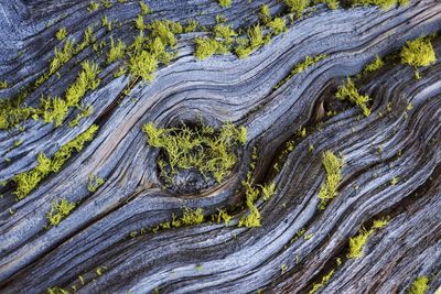 Close-up of lichen on tree trunk