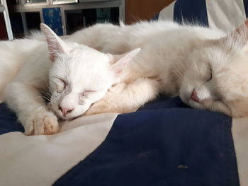 Close-up of cat sleeping