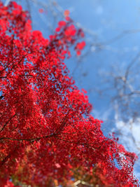 Close-up of red maple leaves on tree