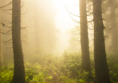 Trees in forest