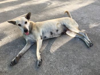 High angle view of dog on road