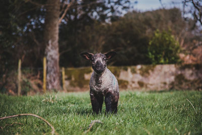 Portrait of an lamb on grass