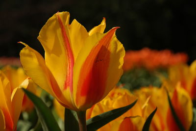 Close-up of yellow flowers