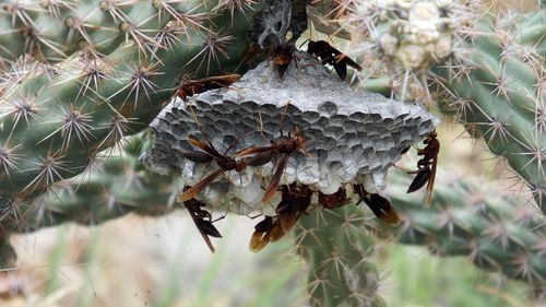 Close-up of succulent plant on land