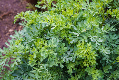 Close-up of fresh green plants