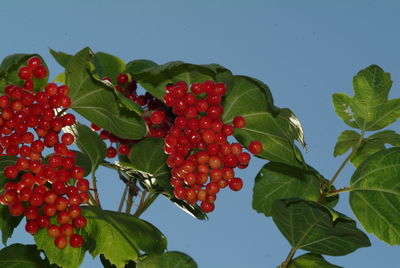 Low angle view of berries on tree