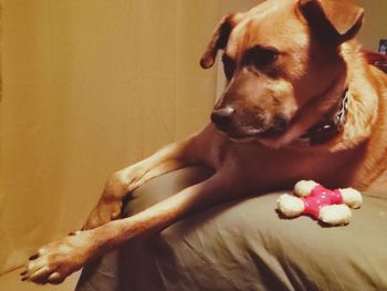 Close-up of dog relaxing at home