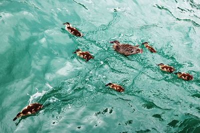 High angle view of ducks swimming in sea