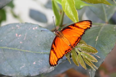 Close-up of butterfly on leaf