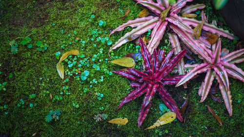 High angle view of purple flowering plant on land