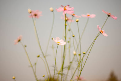 Close-up of pink flowering plants