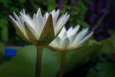 Close-up of purple flowering plant