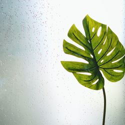 Close-up of raindrops on glass against white background