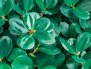 Full frame shot of plants