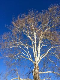 Low angle view of bare tree against blue sky