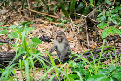 Monkey sitting on field