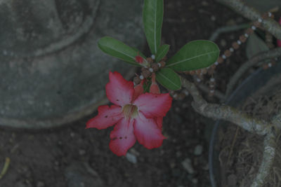 High angle view of pink flowering plant