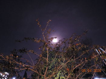 Low angle view of illuminated tree against sky at night