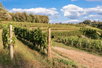 Vineyard against sky