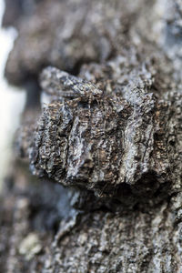 Close-up of frost in winter