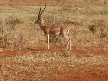 Horse standing in grass