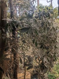 plant