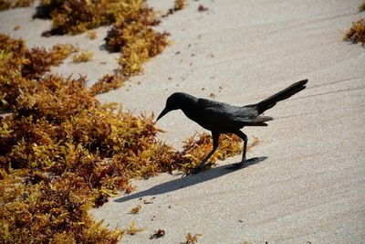 Close-up of black bird on beach with seaweed