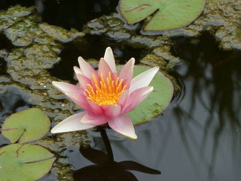 Close-up of lotus water lily in pond