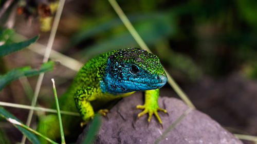 Close-up of lizard