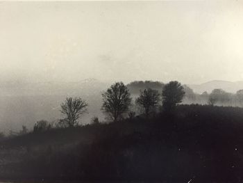 Silhouette of trees in foggy weather