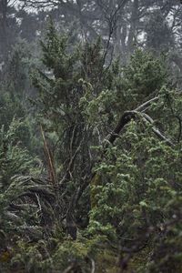 Close-up of tree in forest