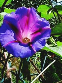 Close-up of purple flower blooming in park