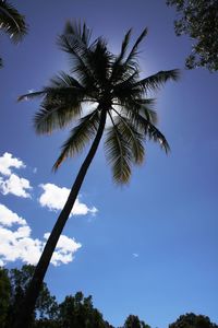 Low angle view of trees against blue sky