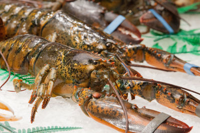 Close-up of fish for sale in market