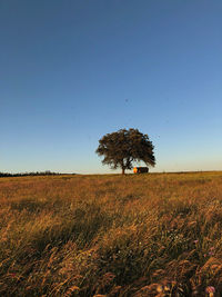 Tree on field against clear sky