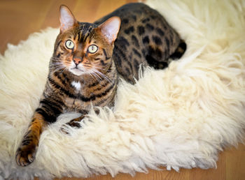 Close-up portrait of a cat