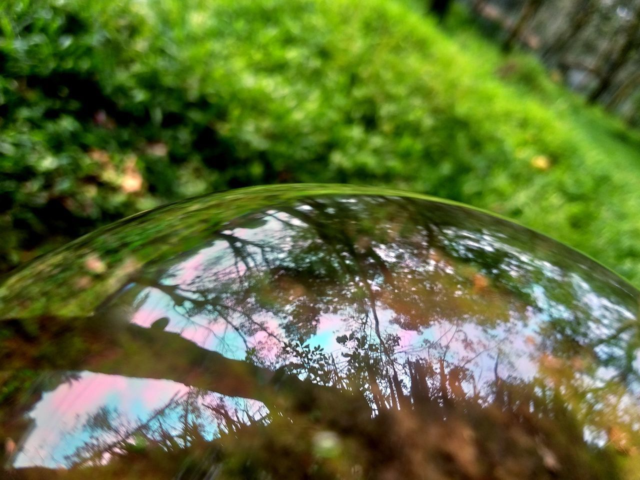 green, leaf, plant, nature, water, grass, tree, reflection, macro photography, no people, day, close-up, outdoors, flower, sunlight, growth, wet, beauty in nature, drop, selective focus, focus on foreground, branch, tranquility, environment, plant part, moss, transparent, fragility