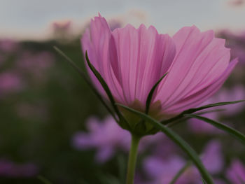 Close-up of pink flower blooming against sky