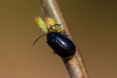Close-up of beetle on stick