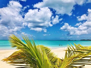 Palm tree by sea against sky