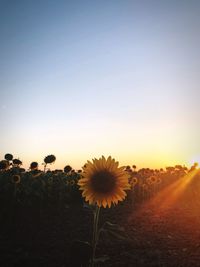 Scenic view of sunflower field against clear sky during sunset