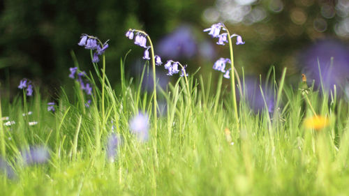 Close-up of purple flowering plants on land