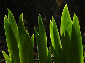 Close-up of fresh green plant