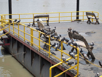 High angle view of birds on railing