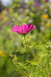 Close-up of pink flowering plant