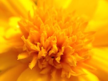 Macro shot of yellow flower