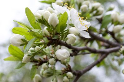 Close-up of white flowers on tree