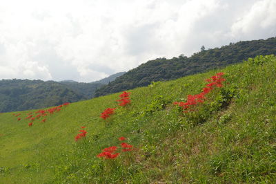 Scenic view of poppy field against cloudy sky